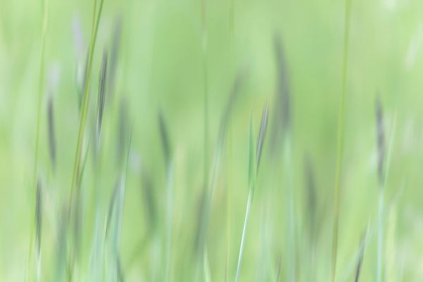 Alaska-Tongass National Forest Abstract of meadow grass